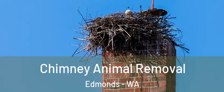 Chimney Animal Removal Edmonds - WA