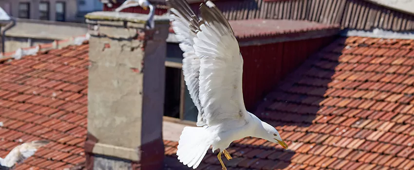 Residential Chimney Animal Removal Solution in Edmonds, WA