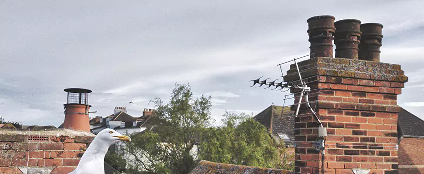 Chimney Cleaning And Restoration in Edmonds, Washington